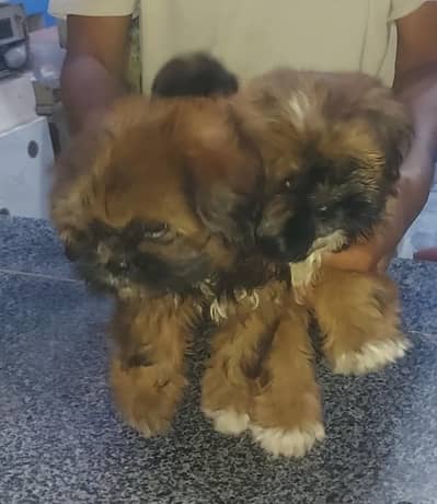 shihtzu females pupies