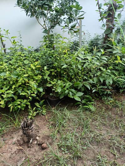 Plants for sale - Mob 03325554678