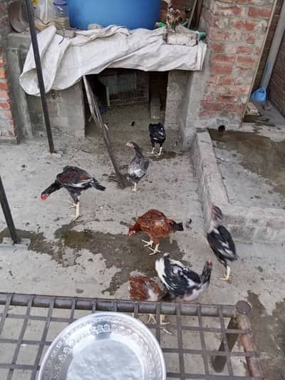 Aseel pathye pathian or machor jora sale krna ha