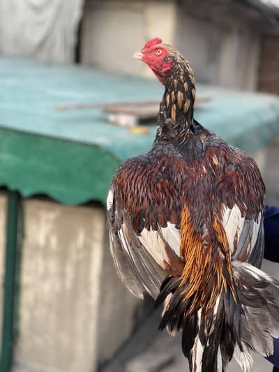 Aseel mianwali murgha for sale