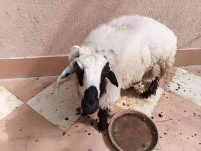 negotiable price good breed of sheep Pair Male and Female