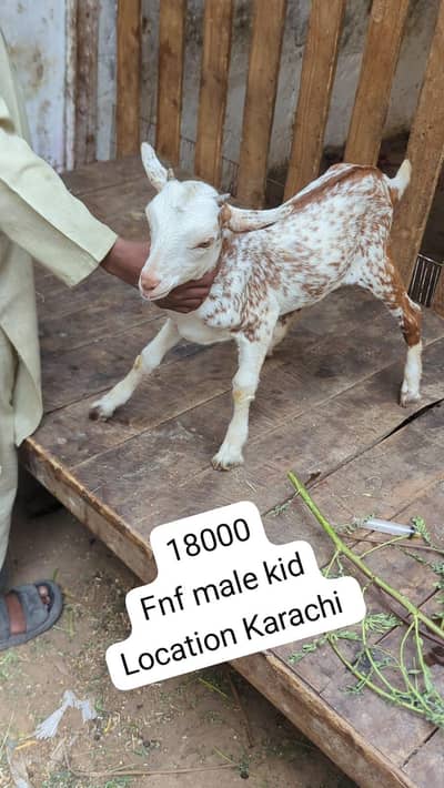 mashallah teddi male kid abluck print