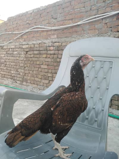 high quality khajoori Madi
