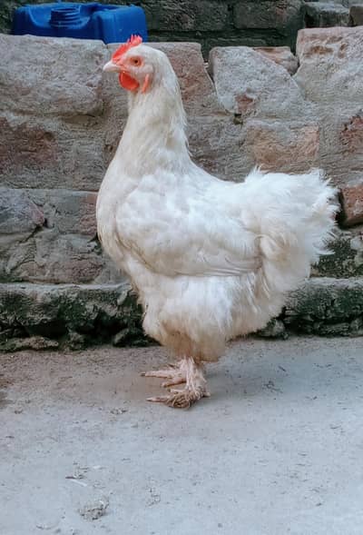 Golden Buff Anda Dene Wali Murgi For Sale - Gujranwala