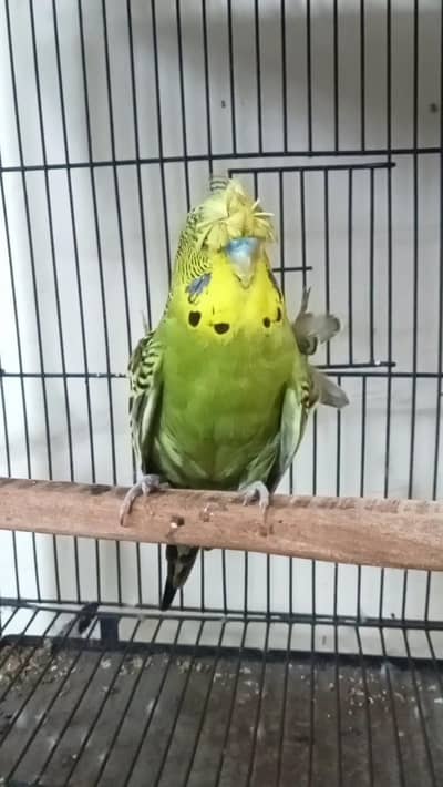 Exhibition Hogo Working Breeder Male Budgie
