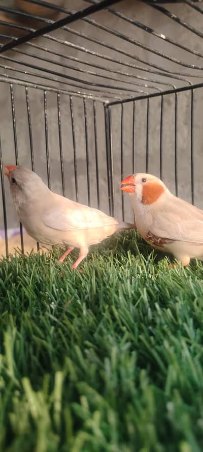 mutation finches