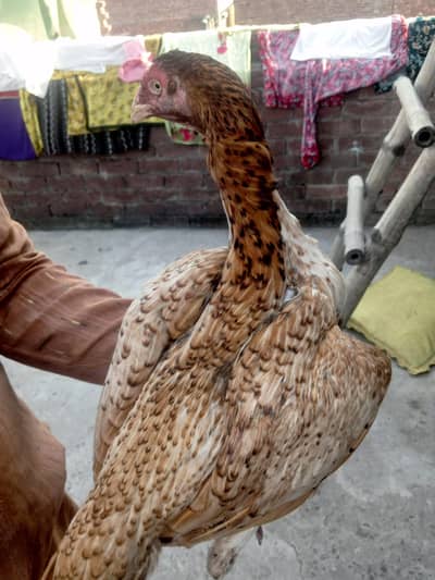 urgent sale murgi 7 chuhe Hain