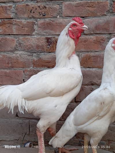 Aseel shamo breed pair