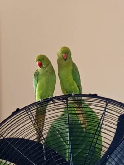 Green Parrot Healthy & Active For Sale