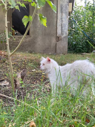 male Persian cat for sale