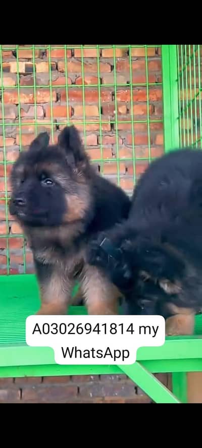 German Shepherd dog in or female for sale all over Pakistan delivery