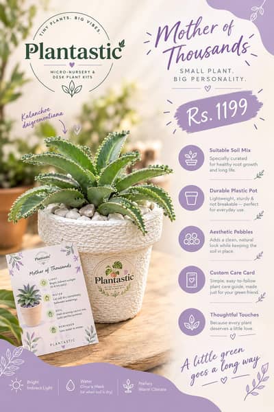 Student Entrepreneurship—Liven up your Indoor space with our plants