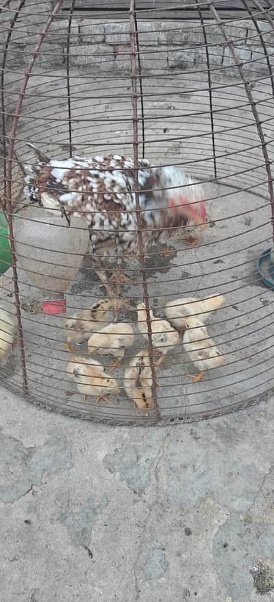 Aseel chiks and hens for salle