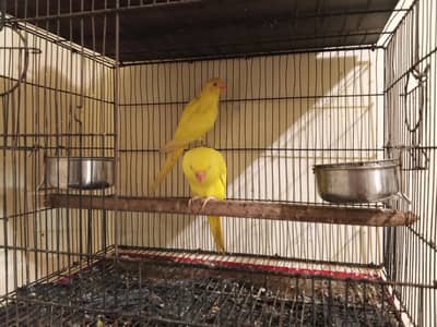 yellow ringneck