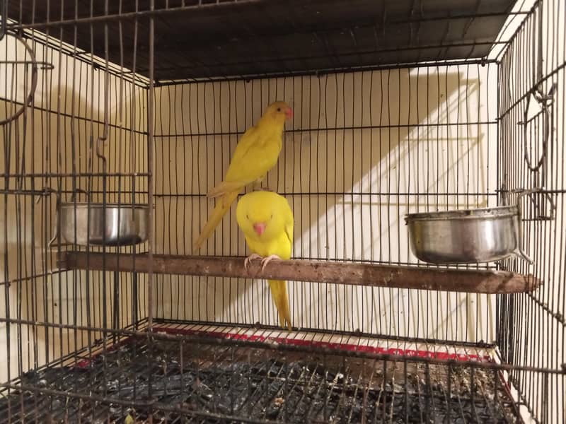 yellow ringneck 0