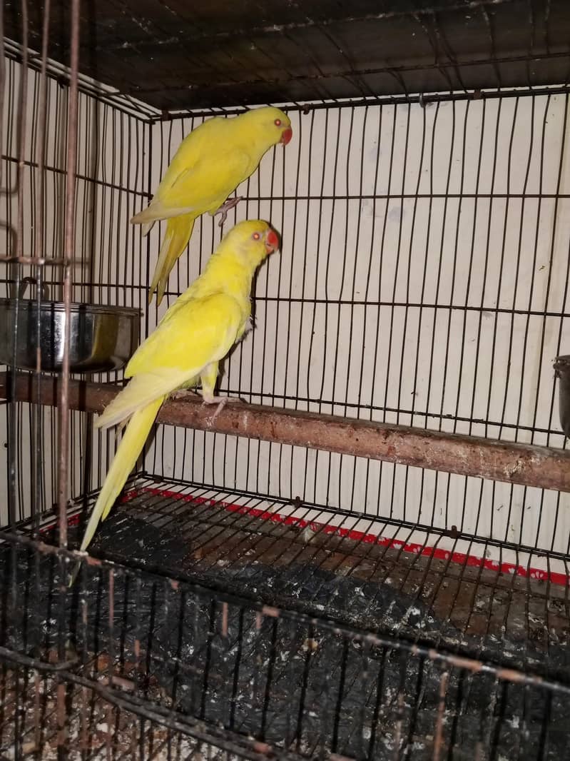 yellow ringneck 1