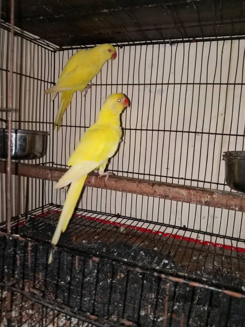 yellow ringneck 2