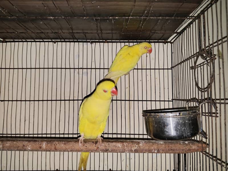 yellow ringneck 3