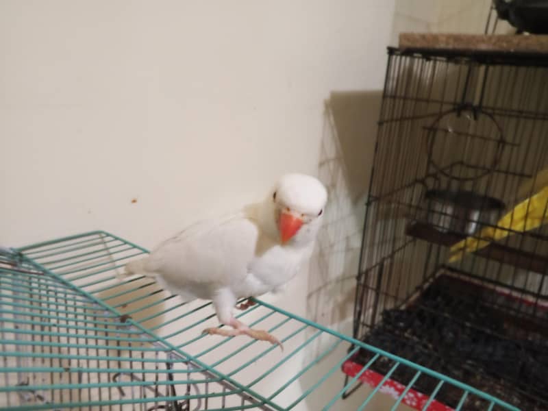 yellow ringneck 4