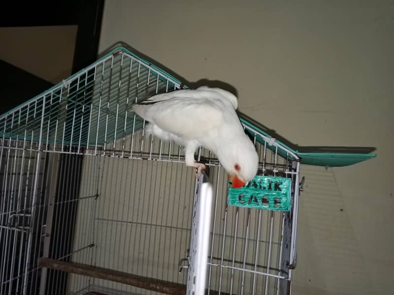 yellow ringneck 5