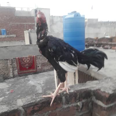 aseel
