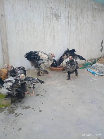 Brahma and Aseel Chicks 2 to 5 months