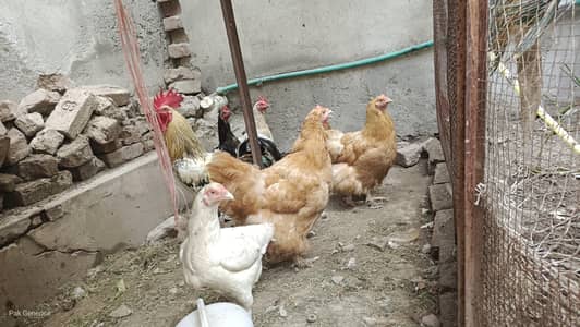 golden buff and Dasi mix for sale