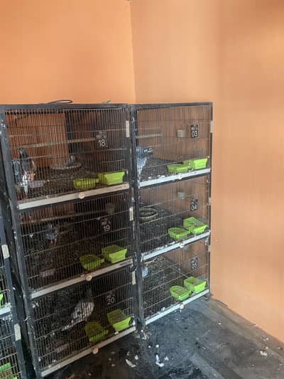 Heavy Duty Portion Bird Cage For Sale