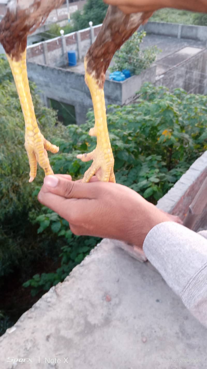 Ye   *گھر کے پالے ہوئے صحت مند اصیل برڈز برائے فروخت - لاہور * 2