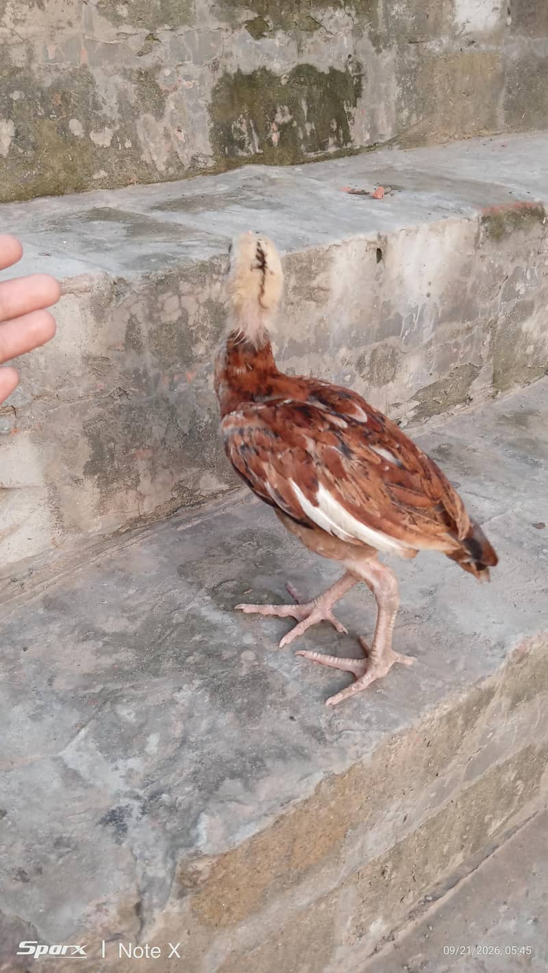 Ye   *گھر کے پالے ہوئے صحت مند اصیل برڈز برائے فروخت - لاہور * 8