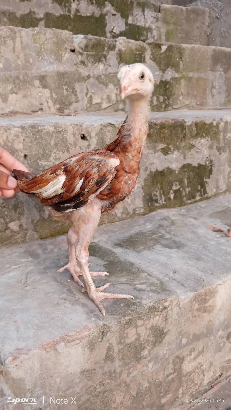 Ye   *گھر کے پالے ہوئے صحت مند اصیل برڈز برائے فروخت - لاہور * 9