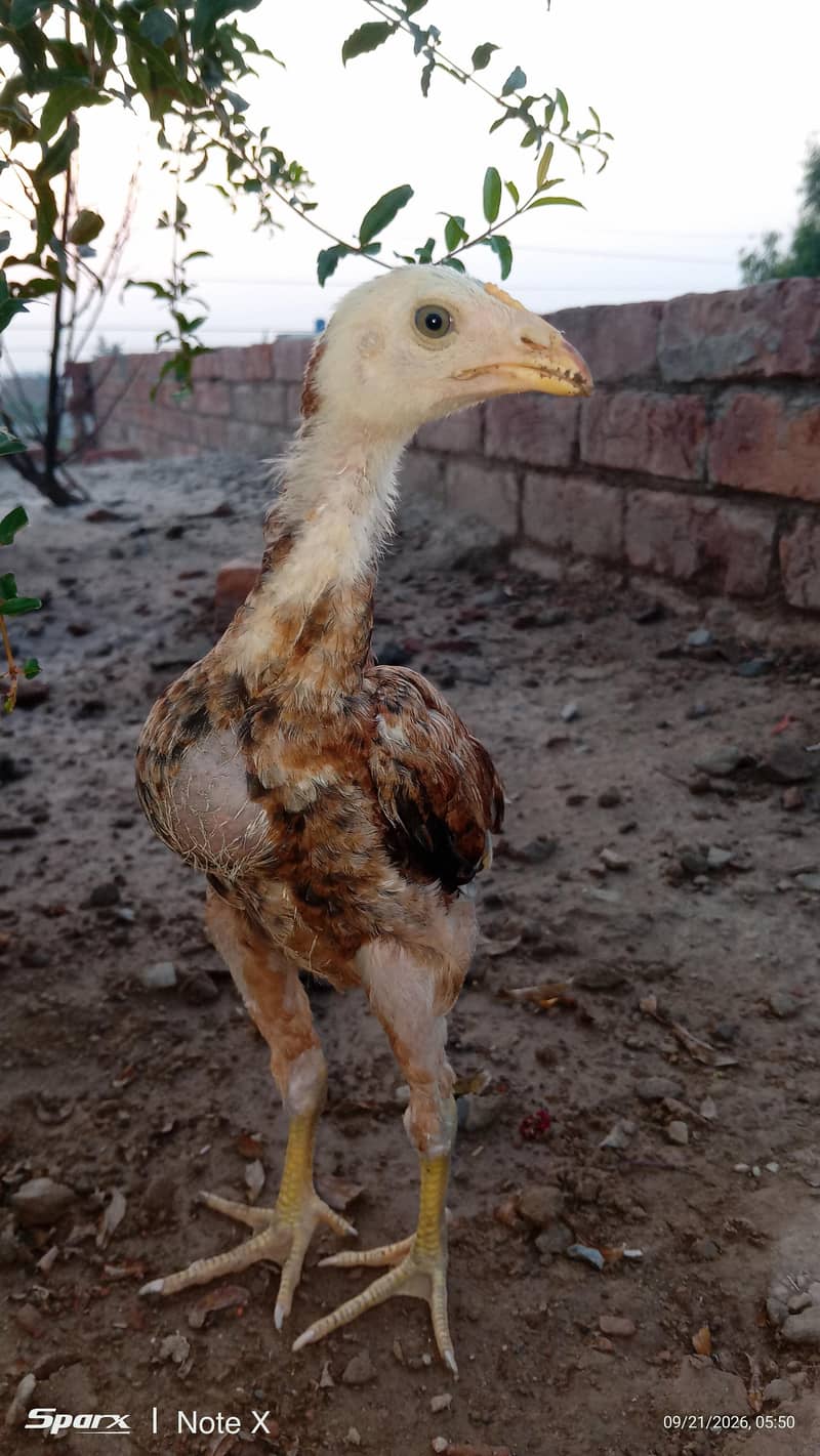 Ye   *گھر کے پالے ہوئے صحت مند اصیل برڈز برائے فروخت - لاہور * 12