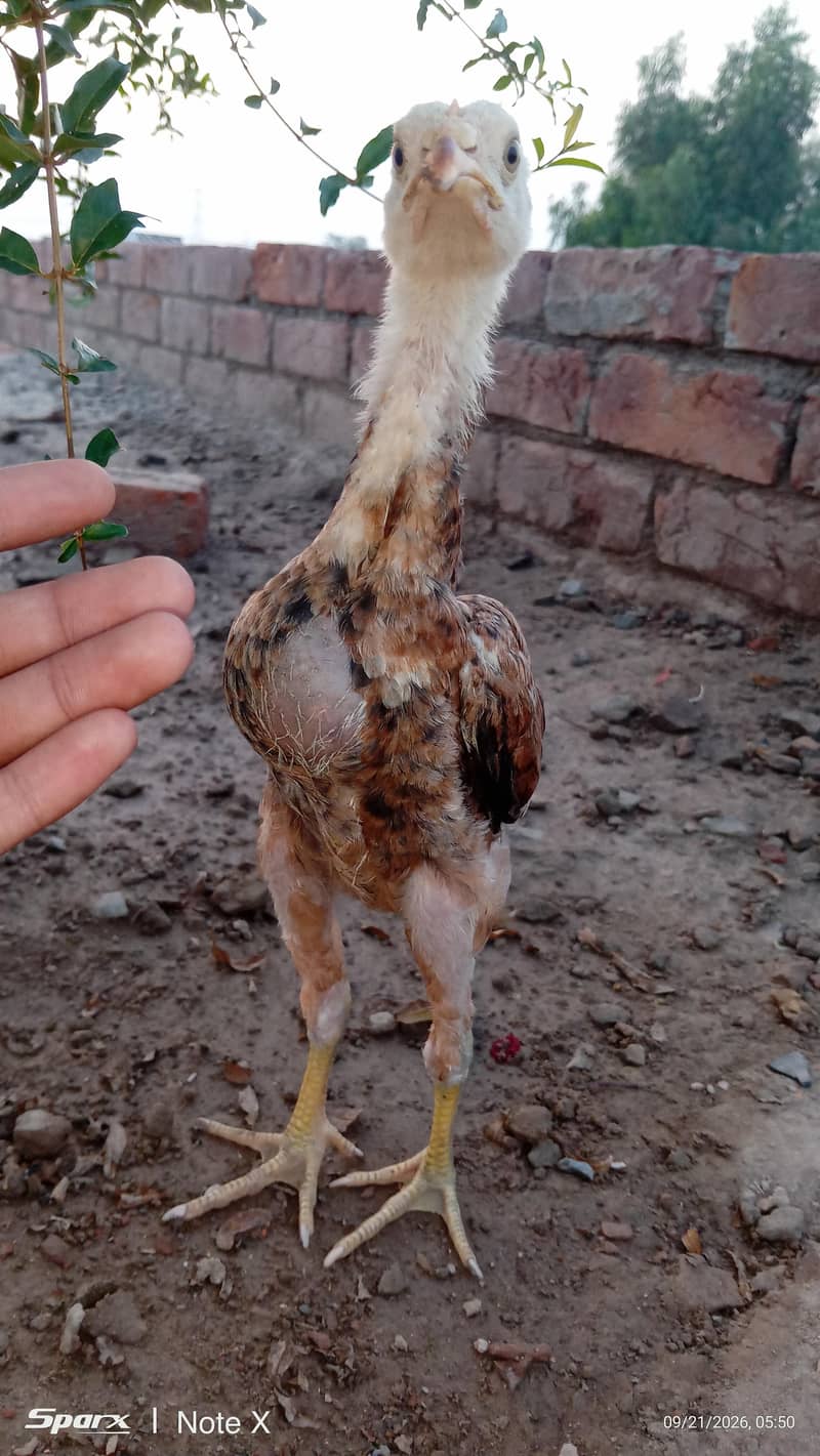 Ye   *گھر کے پالے ہوئے صحت مند اصیل برڈز برائے فروخت - لاہور * 13
