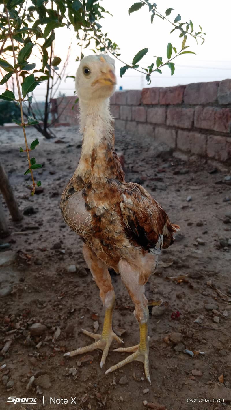 Ye   *گھر کے پالے ہوئے صحت مند اصیل برڈز برائے فروخت - لاہور * 14