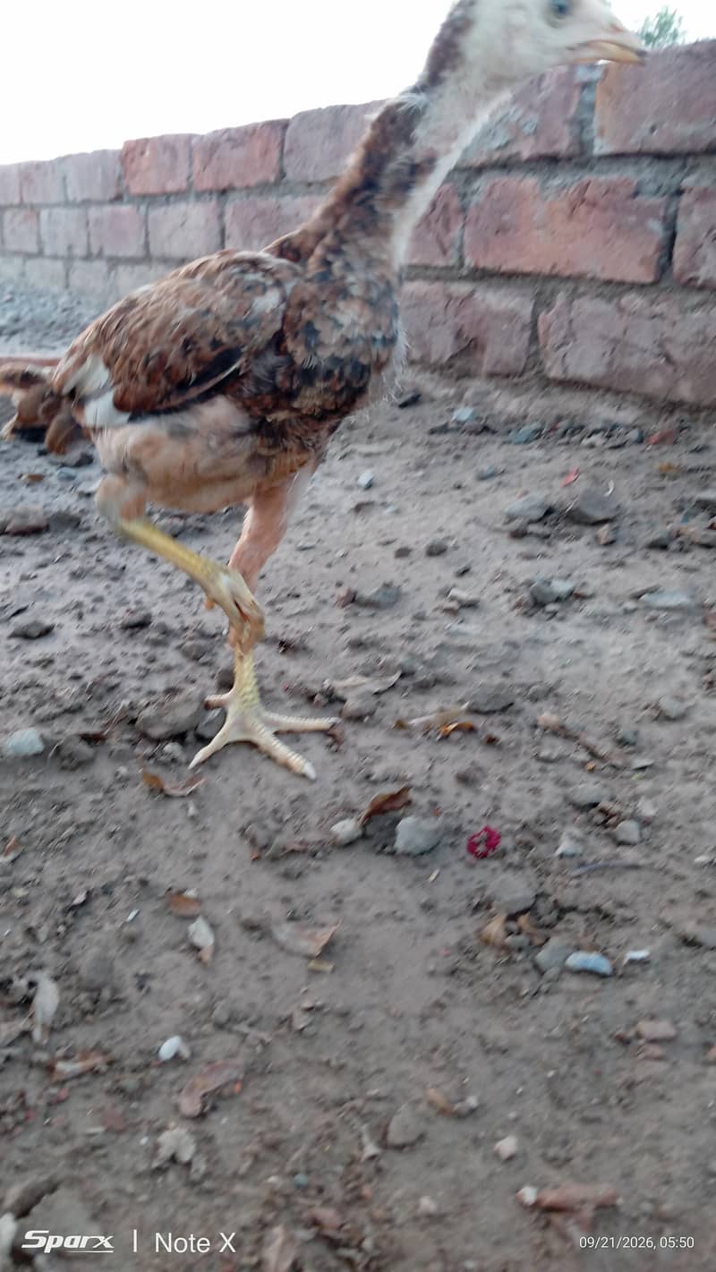 Ye   *گھر کے پالے ہوئے صحت مند اصیل برڈز برائے فروخت - لاہور * 15