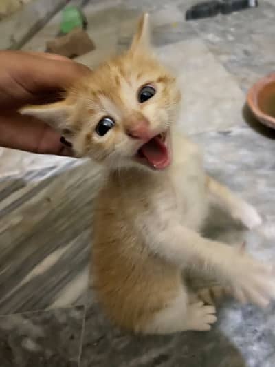 Street cats for adoption