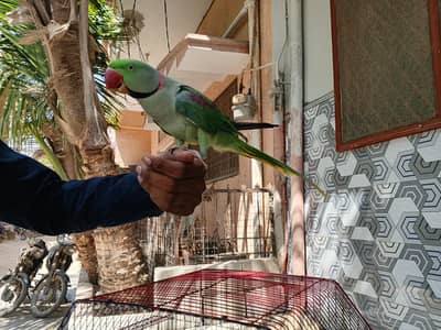 Raw Parrot Kashmiri Pahari (Alexander) jumbo size
