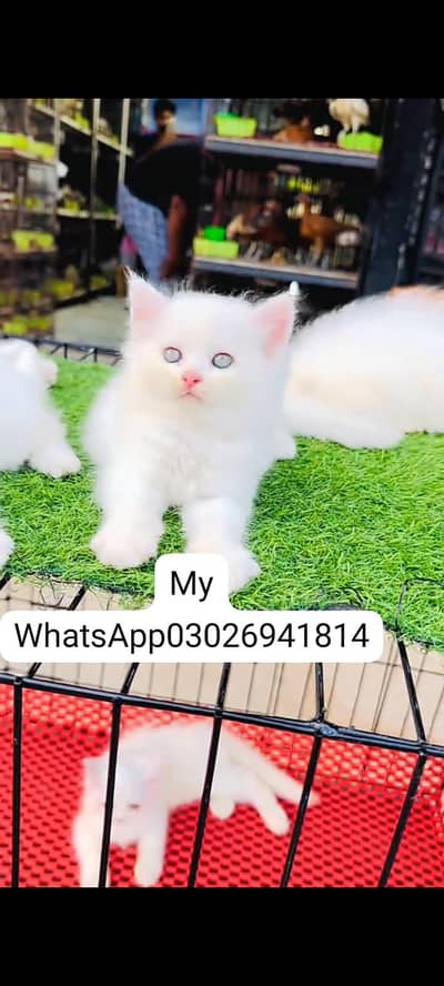 Persian cat for sale male or female Alwar Pakistan delivery