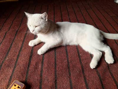 white hair male cat