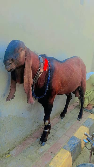 nagra bakra sahiwal ki nasal bht hi acha vredar hai higt 44 inc 6 dant