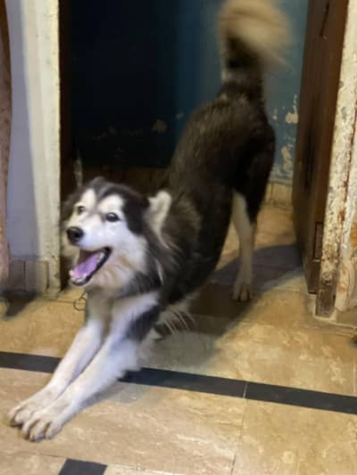 Siberian Husky female