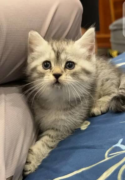 cats for adoption