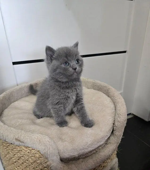 BRITISH SHORTHAIRS | SCOTISH FOLD | MAIN COONS | RAG DOLL CAT AVAILABL — photo 2