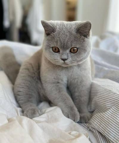 BRITISH SHORTHAIRS | SCOTISH FOLD | MAIN COONS | RAG DOLL CAT AVAILABL