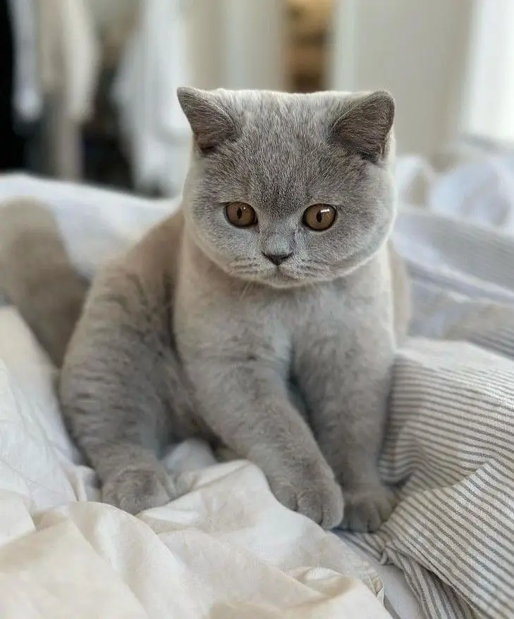BRITISH SHORTHAIRS | SCOTISH FOLD | MAIN COONS | RAG DOLL CAT AVAILABL