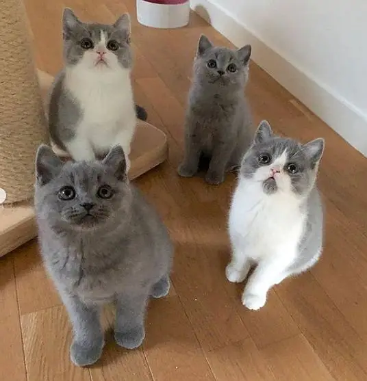 BRITISH SHORTHAIRS | SCOTISH FOLD | MAIN COONS | RAG DOLL CAT AVAILABL — photo 3