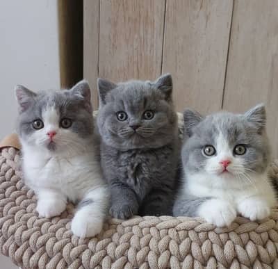 British Short Hair Cat | Scotish Fold Cat | Main Coons | Rag Doll Cat