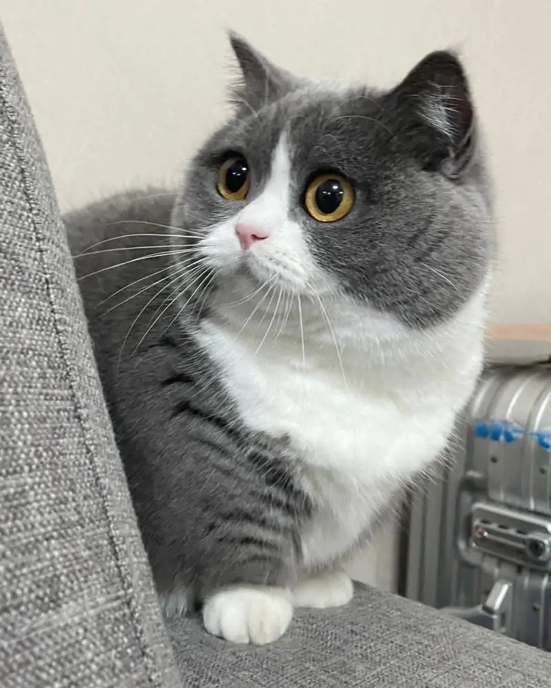BRITISH SHORTHAIRS | SCOTISH FOLD | MAIN COONS | RAG DOLL CAT AVAILABL — photo 5