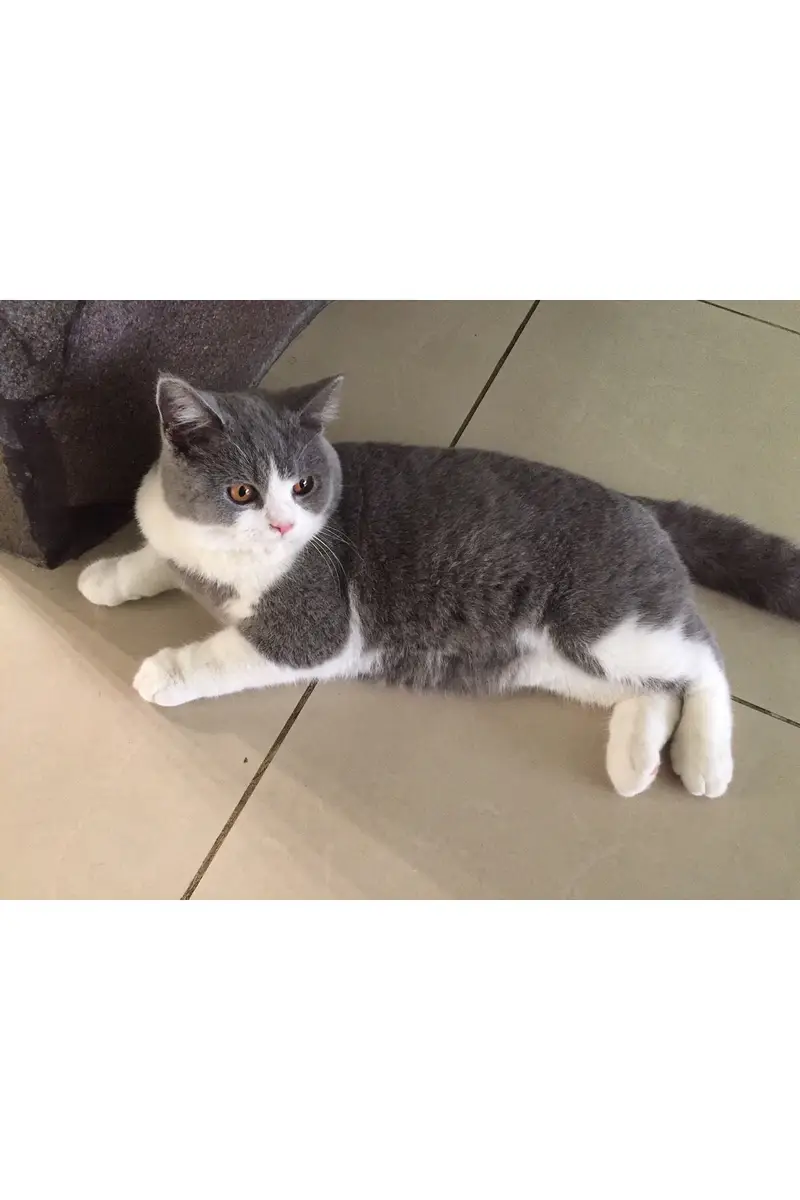 BRITISH SHORTHAIRS | SCOTISH FOLD | MAIN COONS | RAG DOLL CAT AVAILABL — photo 6