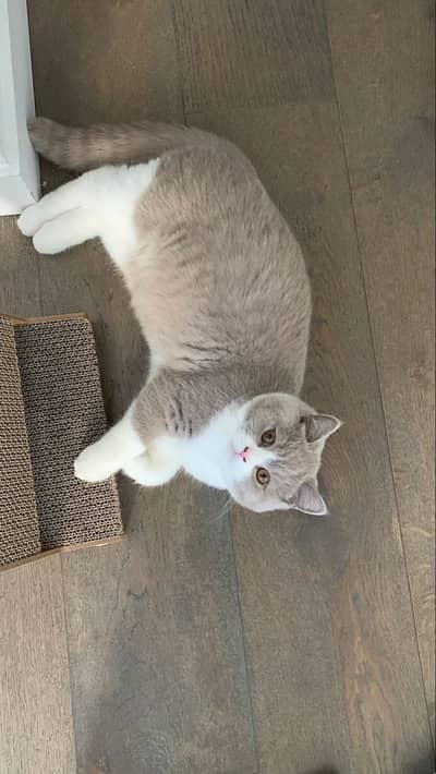British Short Hair Cat | Scotish Fold Cat | Main Coons | Rag Doll Cat
